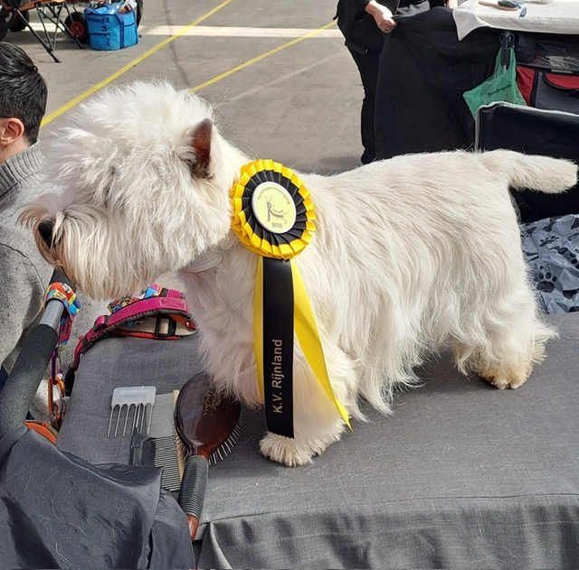 Snowflake Mountain Bamse Vom Nordkap